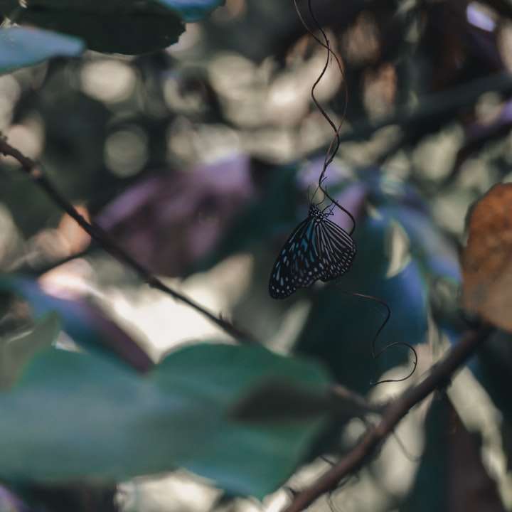 ασπρόμαυρη πεταλούδα σκαρφαλωμένη σε καφέ αποξηραμένο φύλλο online παζλ
