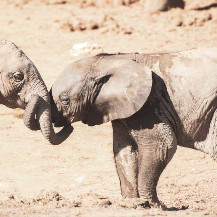γκρίζος ελέφαντας που περπατά στην καφετιά άμμο κατά τη διάρκεια της ημέρας συρόμενο παζλ online