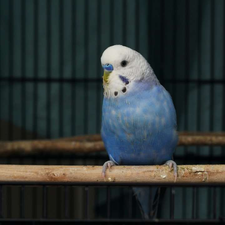 blue white and yellow bird in cage online puzzle