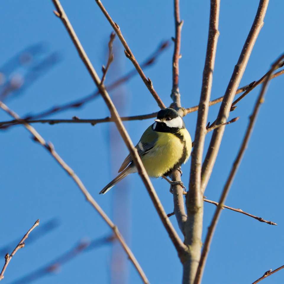 gul och svart fågel på brun trädgren under dagtid glidande pussel online