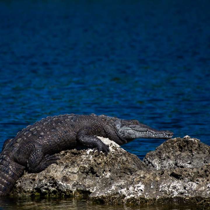 черен крокодил върху кафява скала близо до водоема онлайн пъзел