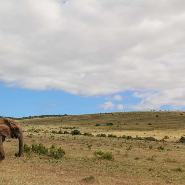 коричневый слон на поле зеленой травы онлайн-пазл