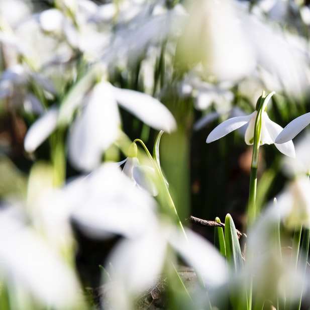 vita blommor i tilt-lins glidande pussel online