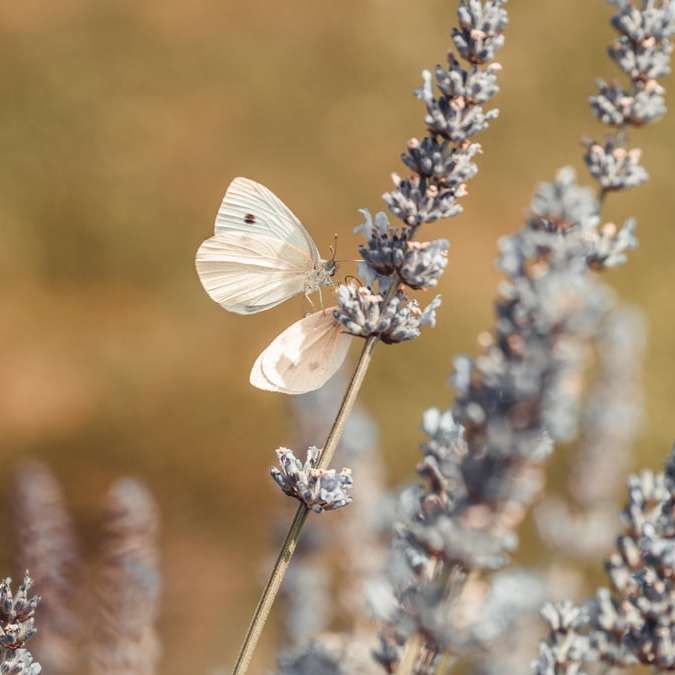 Белая бабочка сидит на белом цветке онлайн-пазл