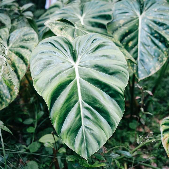 zielono-biała roślina liściasta puzzle przesuwne online