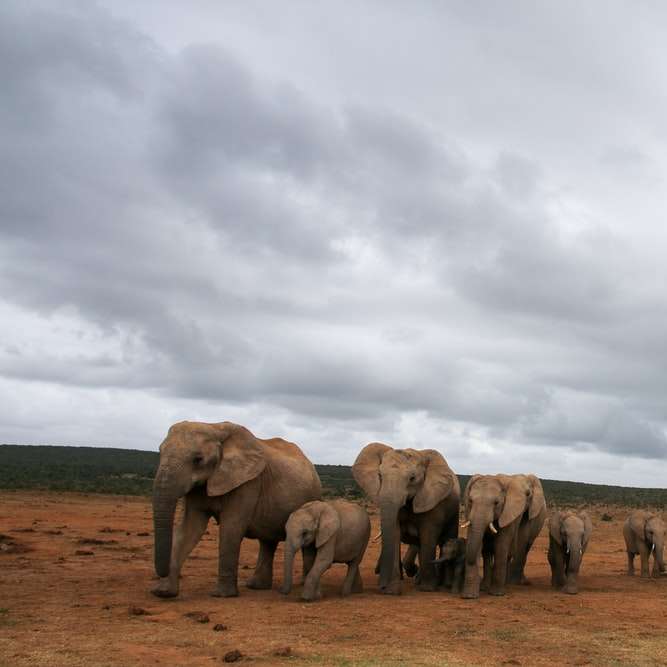 group of elephant on brown field under white clouds sliding puzzle online