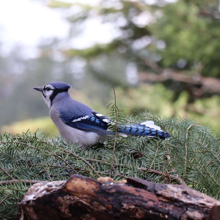 blå och vit fågel på brun trädgren under dagtid Pussel online