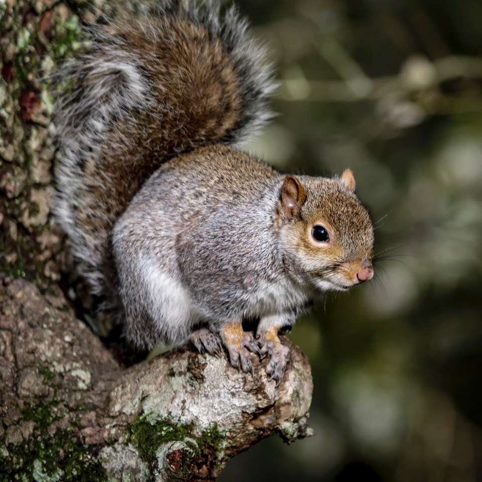 bruine eekhoorn op bruine boomtak online puzzel