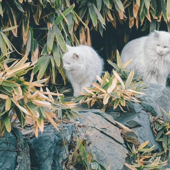 λευκή γάτα με μακριά γούνα σε γκρίζο βράχο συρόμενο παζλ online