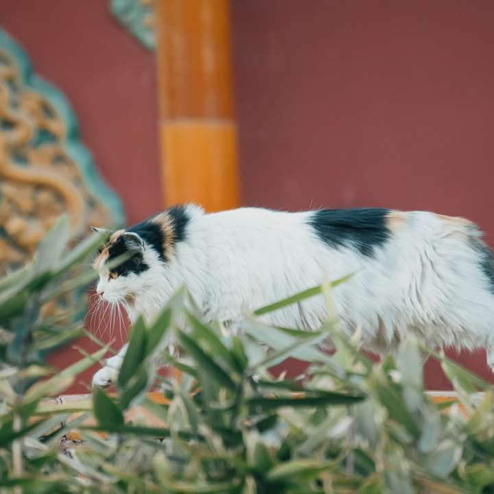 vit och svart långbelagd hund på grönt gräs glidande pussel online