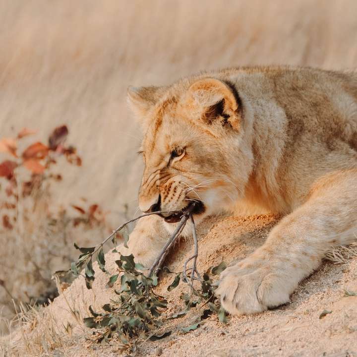 brązowa lwica leżąca na brązowym polu trawy w ciągu dnia puzzle online