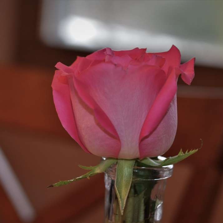 розова роза в прозрачна стъклена ваза онлайн пъзел