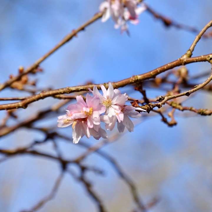 během dne kvetou bílé a růžové třešňové květy online puzzle