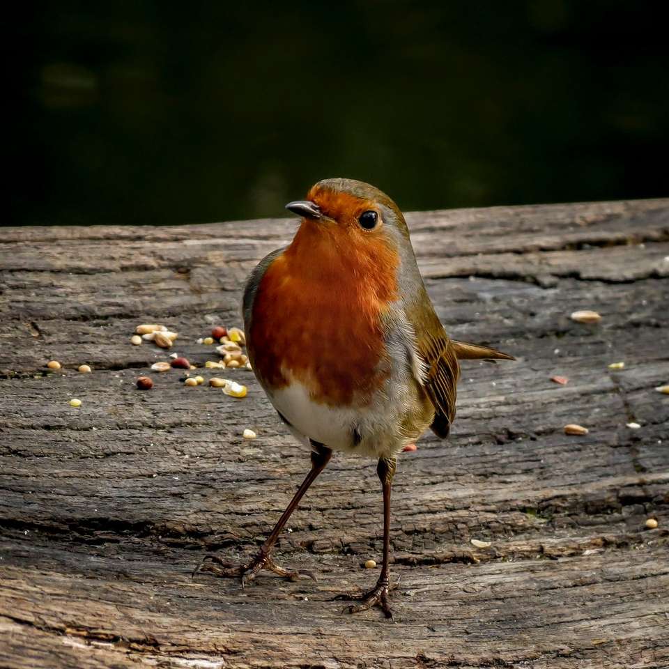 Oiseau orange et blanc sur une surface en bois brune pendant la journée puzzle coulissant en ligne