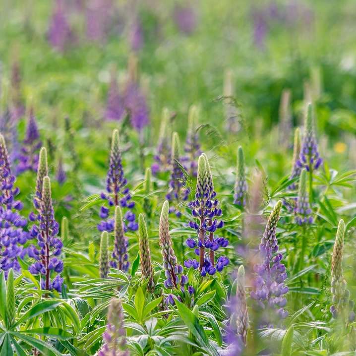 фіолетове квіткове поле вдень онлайн пазл