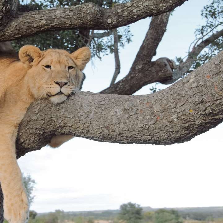 brown lioness on brown tree branch during daytime online puzzle