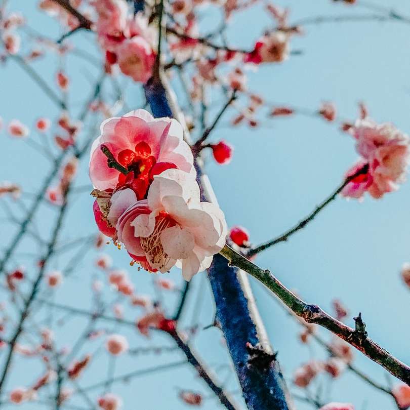 fiore di ciliegio bianco e rosa puzzle scorrevole online