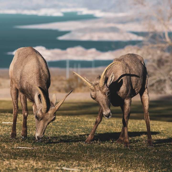 três cervos marrons em campo de grama verde durante o dia puzzle online