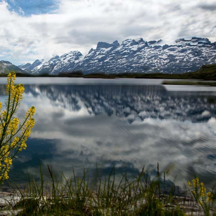 κίτρινα λουλούδια κοντά στη λίμνη κάτω από άσπρα σύννεφα και μπλε ουρανό online παζλ