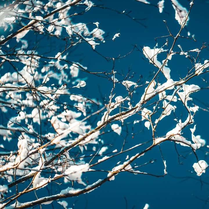 λευκά φύλλα σε κλαδί δέντρου συρόμενο παζλ online