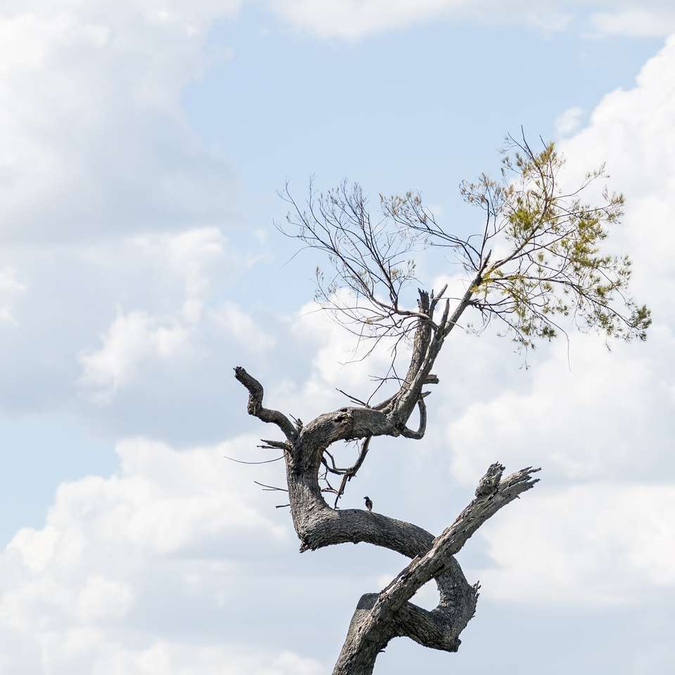 uccello nero sul ramo di un albero marrone durante il giorno puzzle scorrevole online