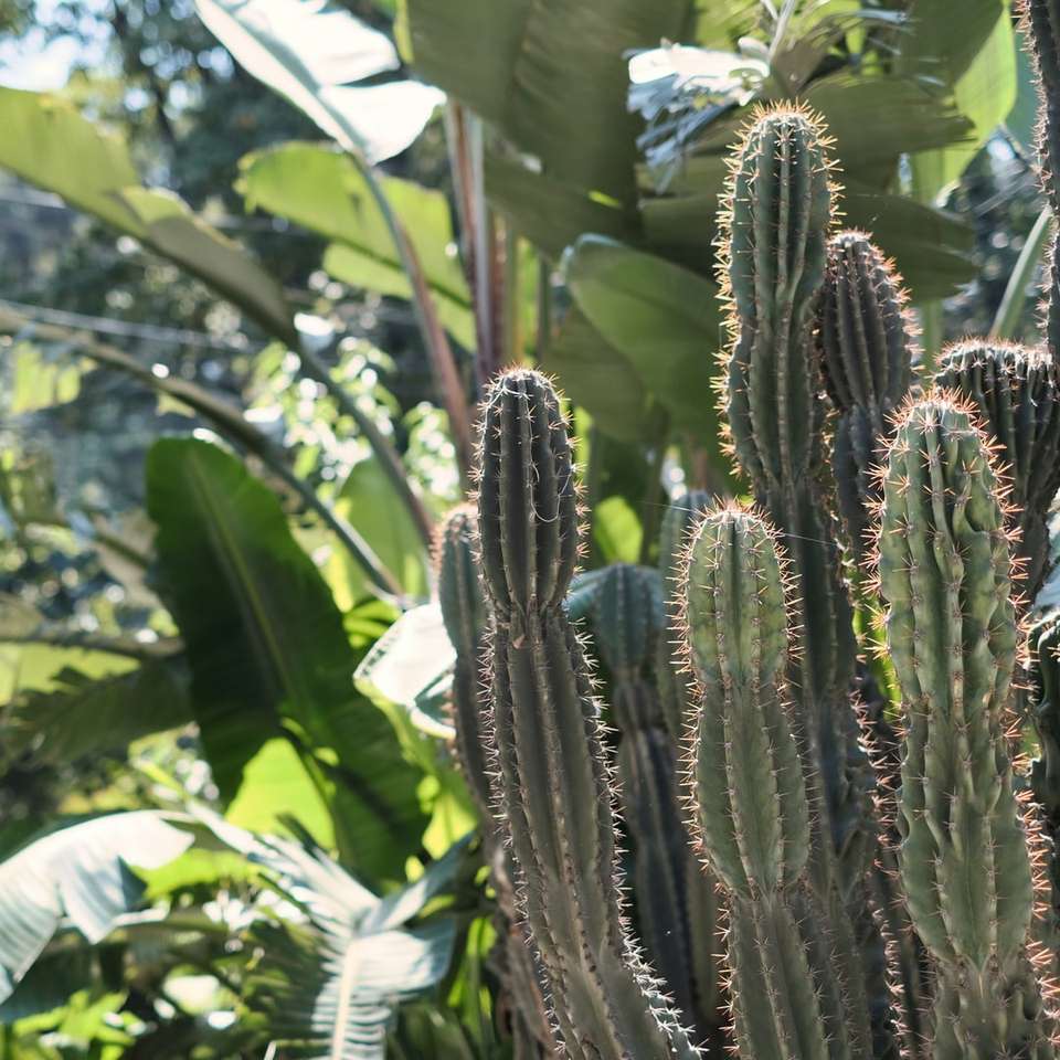 grön kaktusväxt under dagtid glidande pussel online
