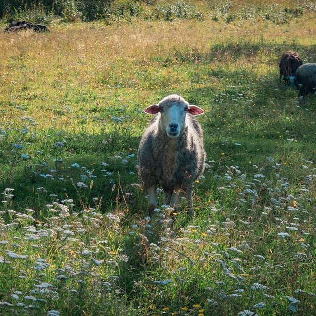 Moutons sur champ d'herbe verte pendant la journée puzzle coulissant en ligne