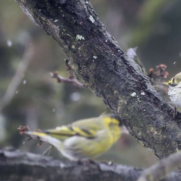 gul fågel på brun trädgren glidande pussel online