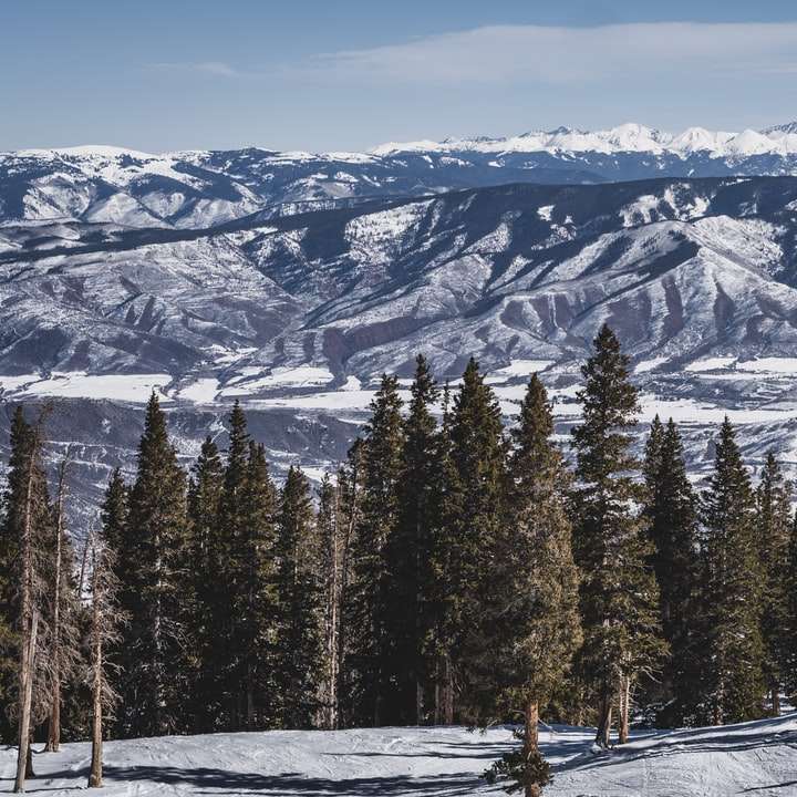 alberi di pino verde sulla montagna coperta di neve durante il giorno puzzle online