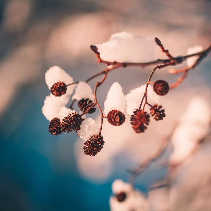 vit och brun växt i närbildfotografering Pussel online