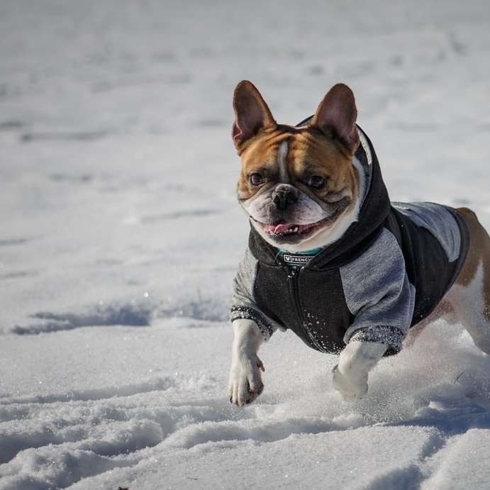 Perro de pelo corto marrón y blanco con abrigo azul rompecabezas en línea