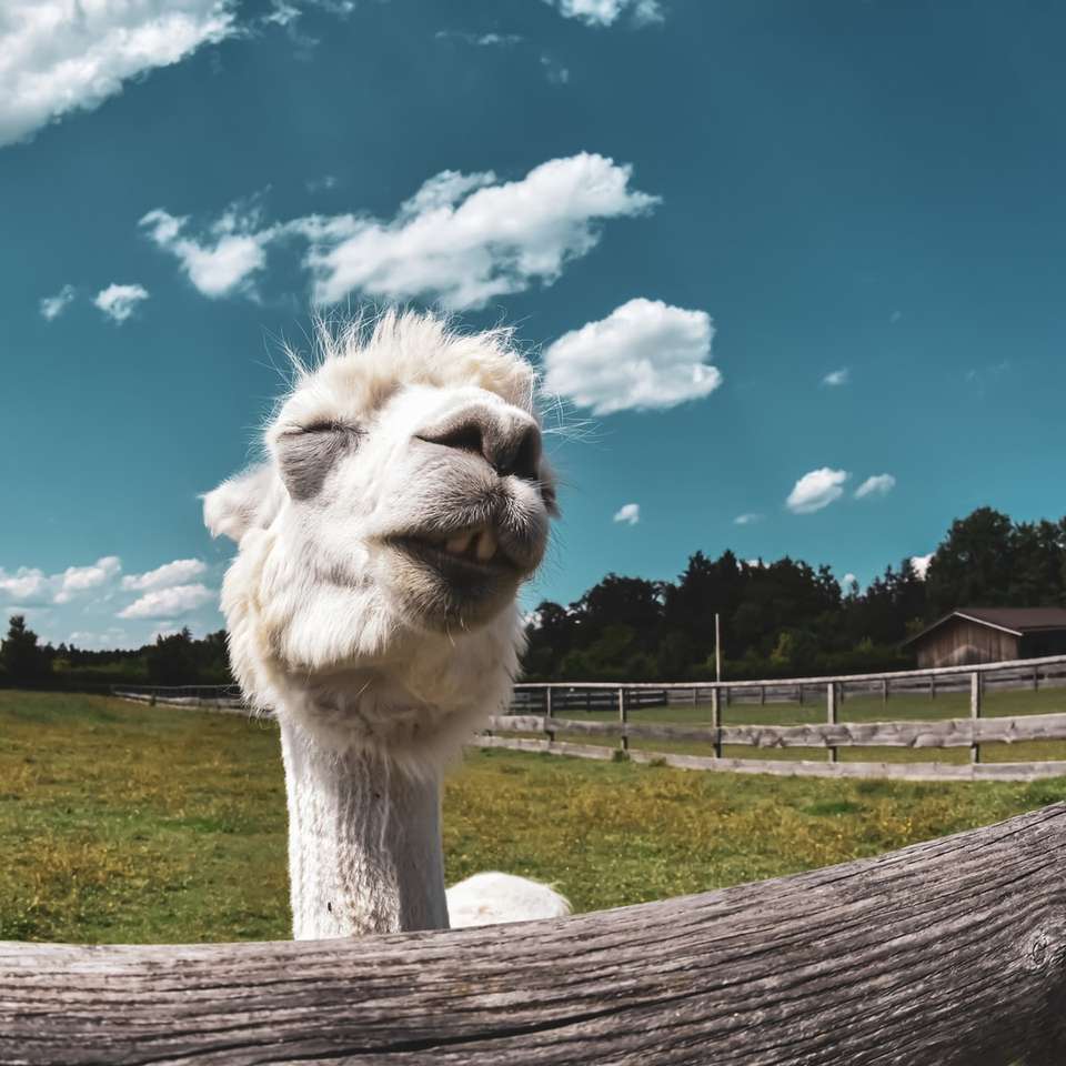 biały wielbłąd na polu zielonej trawie pod błękitnym niebem puzzle online