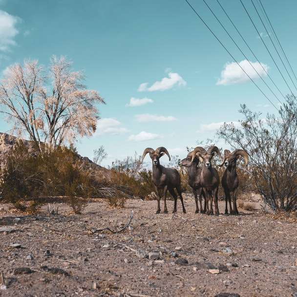 Grupo de cabras en campo marrón bajo un cielo azul durante el día puzzle deslizante online