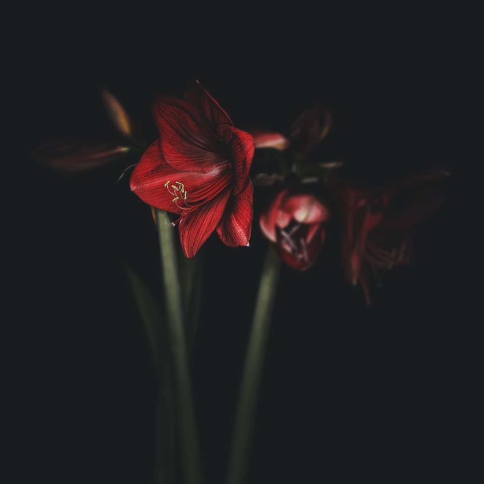κόκκινο λουλούδι σε μαύρο φόντο συρόμενο παζλ online