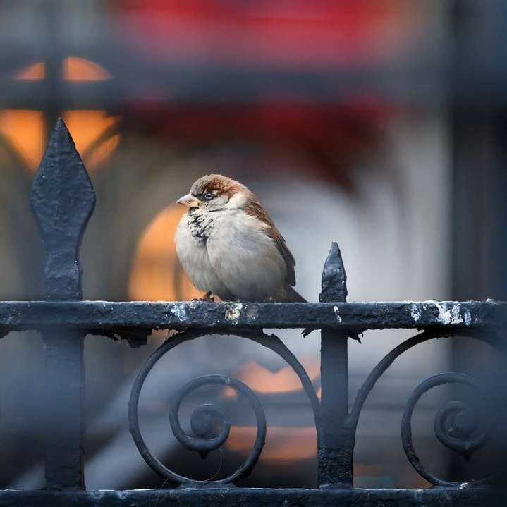 бяла и кафява птица върху черна метална ограда плъзгащ се пъзел онлайн