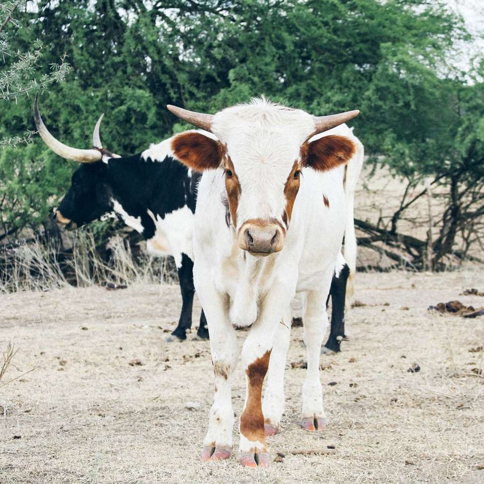 witte en bruine koe op bruin veld overdag schuifpuzzel online