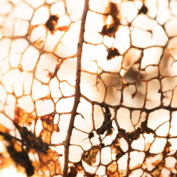 ramo di un albero marrone con luci bianche puzzle online
