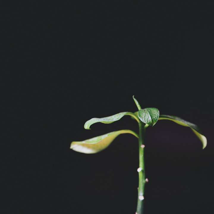 zielony pączek kwiatu z czarnym tłem puzzle online