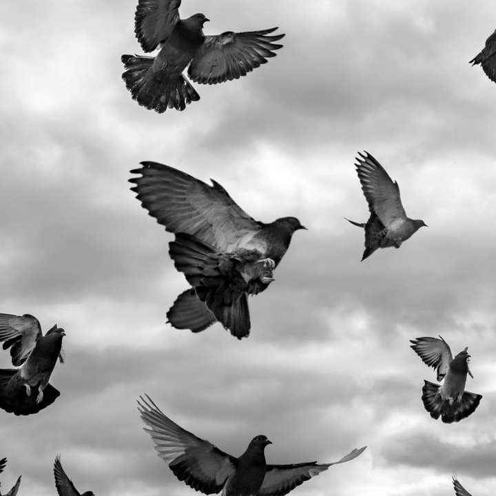 foto en escala de grises de bandada de pájaros rompecabezas en línea