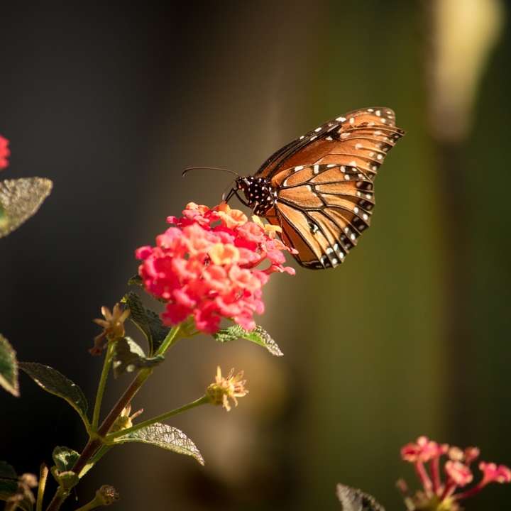 fluture monarh cocoțat pe floare roz puzzle online