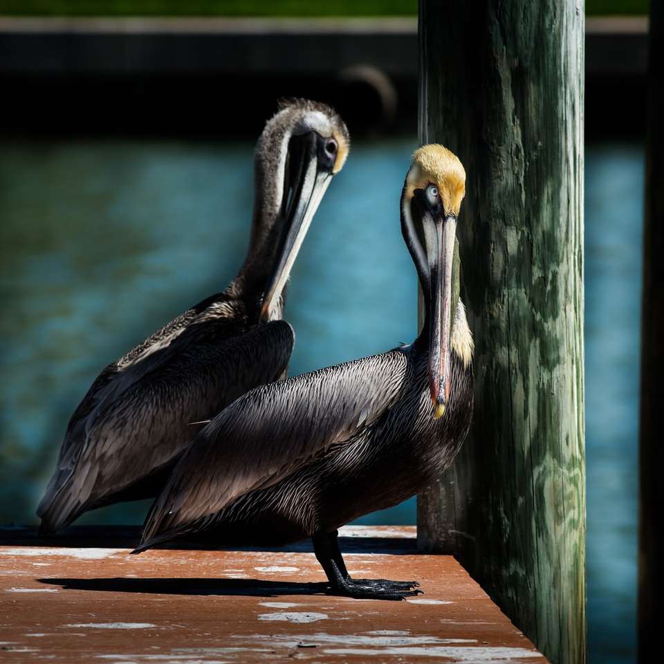 czarny pelikan na brązowym drewnianym stole puzzle online