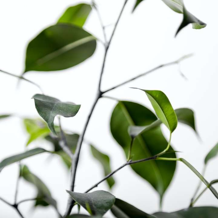 folhas verdes na lente tilt shift puzzle deslizante online