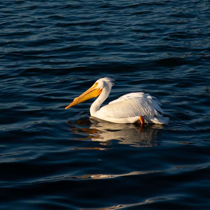 vit pelikan på blå havet under dagtid Pussel online