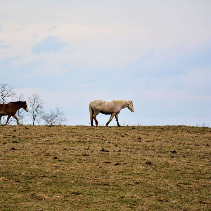 άσπρα και καφετιά άλογα στο καφέ πεδίο κατά τη διάρκεια της ημέρας συρόμενο παζλ online