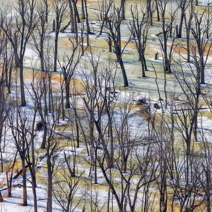 brązowe nagie drzewa na brązowym polu w ciągu dnia puzzle online