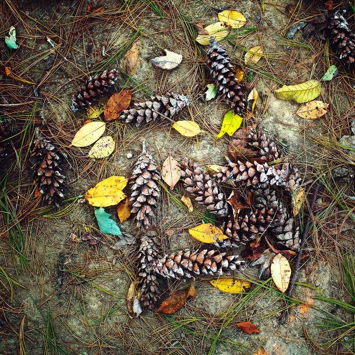 bruna och svarta torkade löv på marken Pussel online