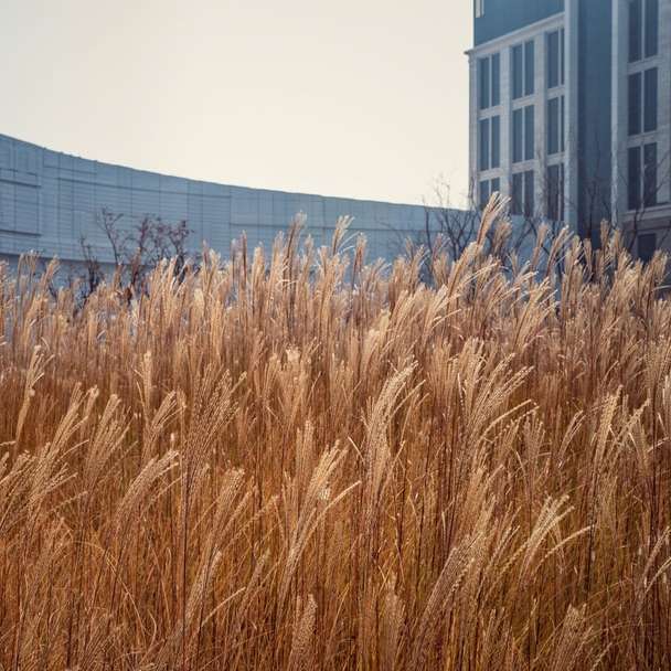 brązowe pole pszenicy w pobliżu białego betonowego budynku puzzle przesuwne online