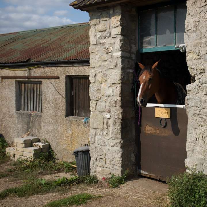 καφέ άλογο μπροστά από την μπλε ξύλινη πόρτα online παζλ