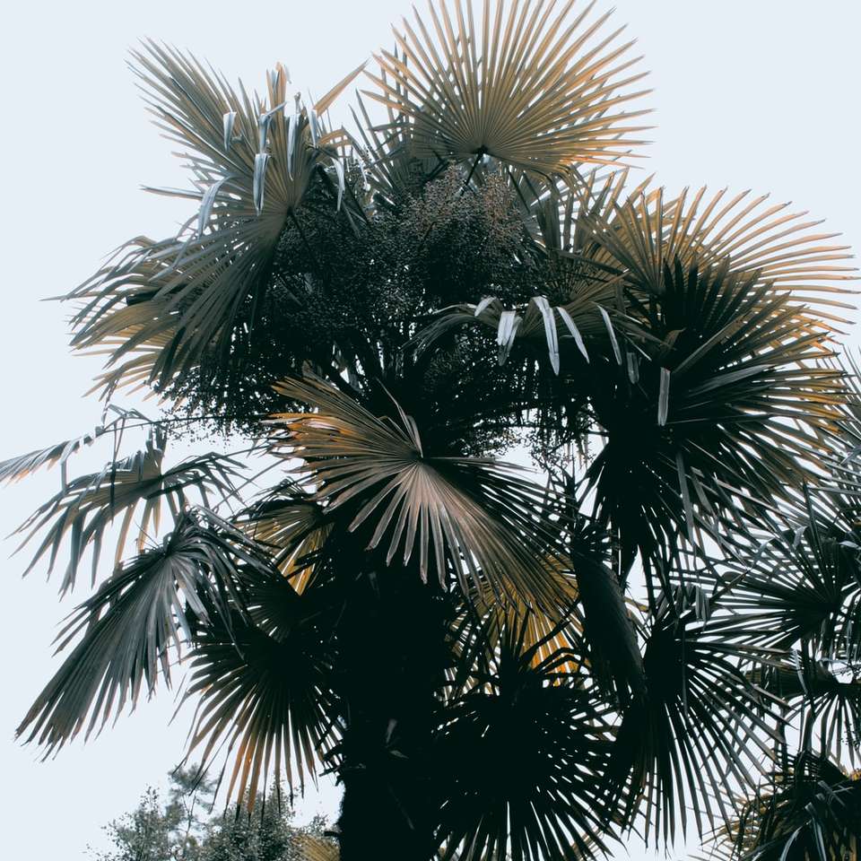 groene palmboom onder blauwe hemel overdag online puzzel