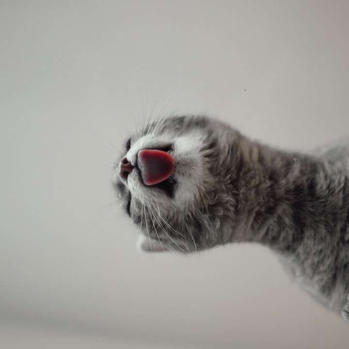 gato gris y blanco con ojos rojos puzzle deslizante online